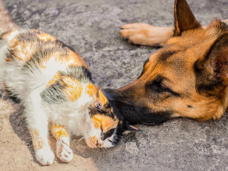 Anche i cani e i gatti possono soffrire il caldo