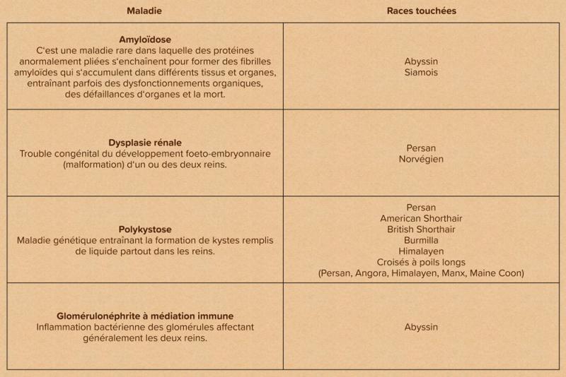 Tableau : Races de chats et leur susceptibilité aux maladies rénales